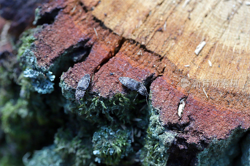 2种咔嗒甲虫-鼠形Agrypnus murinus在森林里，一棵被砍倒的树后，昆虫在喝从橡树桩流出的汁液。
